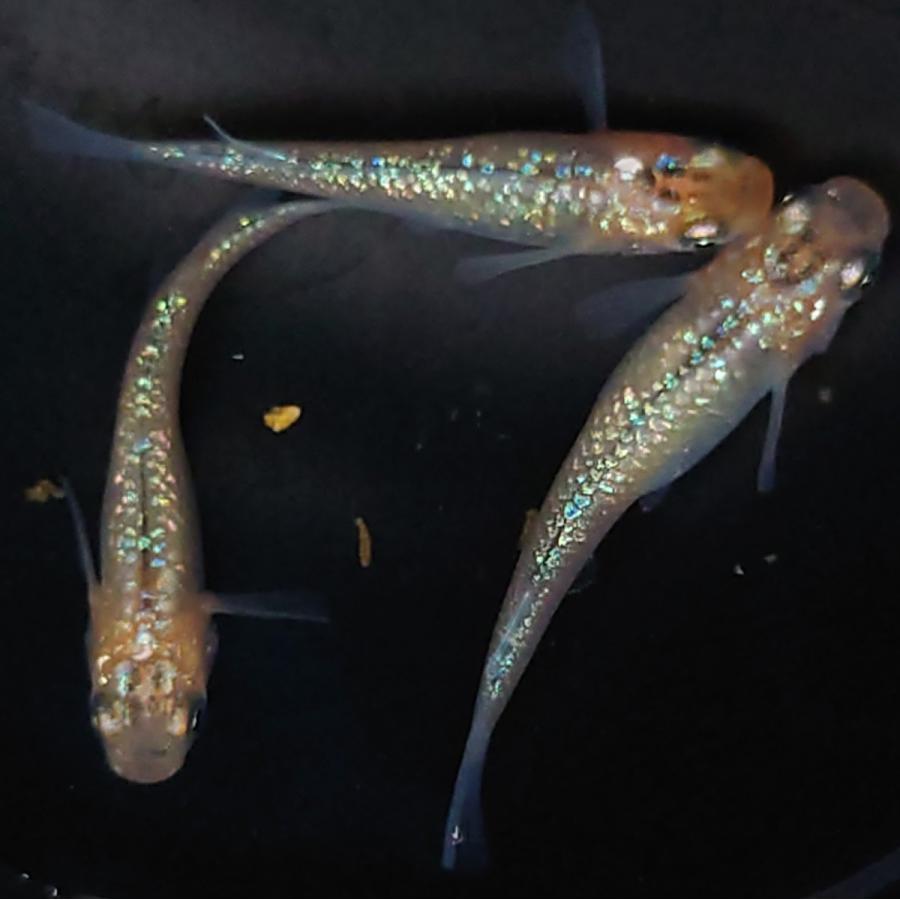 税込 1ペア 1 メダカ 現物 ユリシスめだか 観賞魚生体