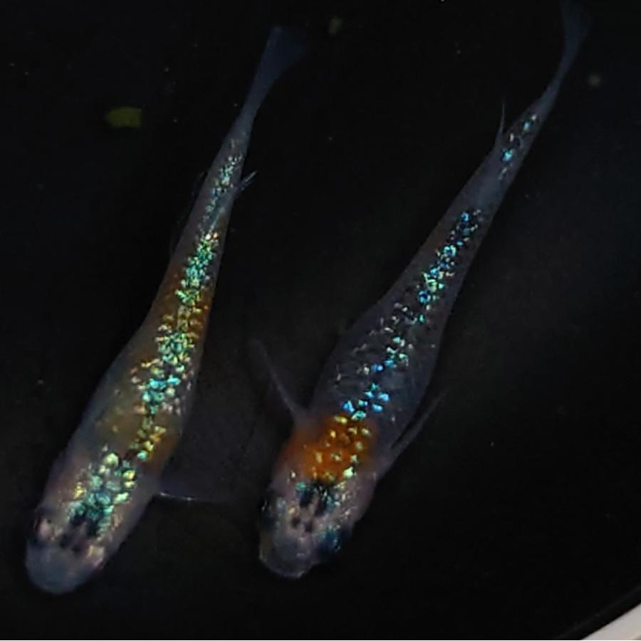 激安単価で 現物 ユリシスめだか 1ペア 1 メダカ 観賞魚生体 Www Reinnec Cl