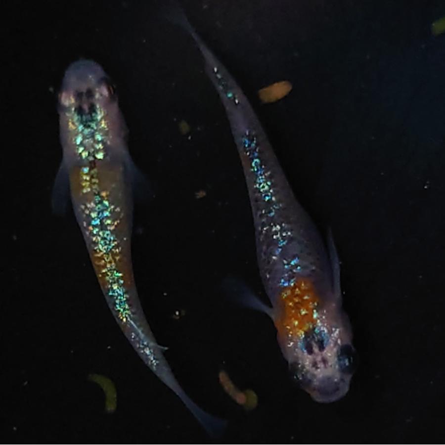 激安単価で 現物 ユリシスめだか 1ペア 1 メダカ 観賞魚生体 Www Reinnec Cl
