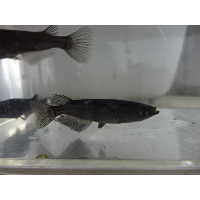 めだか オロチ S ｍサイズ 3匹 1セット めだか屋福始 Medaka Oroti めだか屋 福始 通販 Yahoo ショッピング