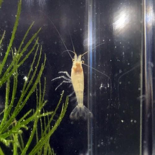 訳あり ミナミヌマエビ 10匹セット