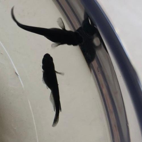 めだか オロチ Smサイズ 10匹セット Ort10 めだか坂 Yahoo 店 通販 Yahoo ショッピング