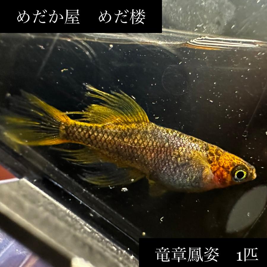 めだか/竜章鳳姿 1匹 : めだ楼 - 通販 - Yahoo!ショッピング