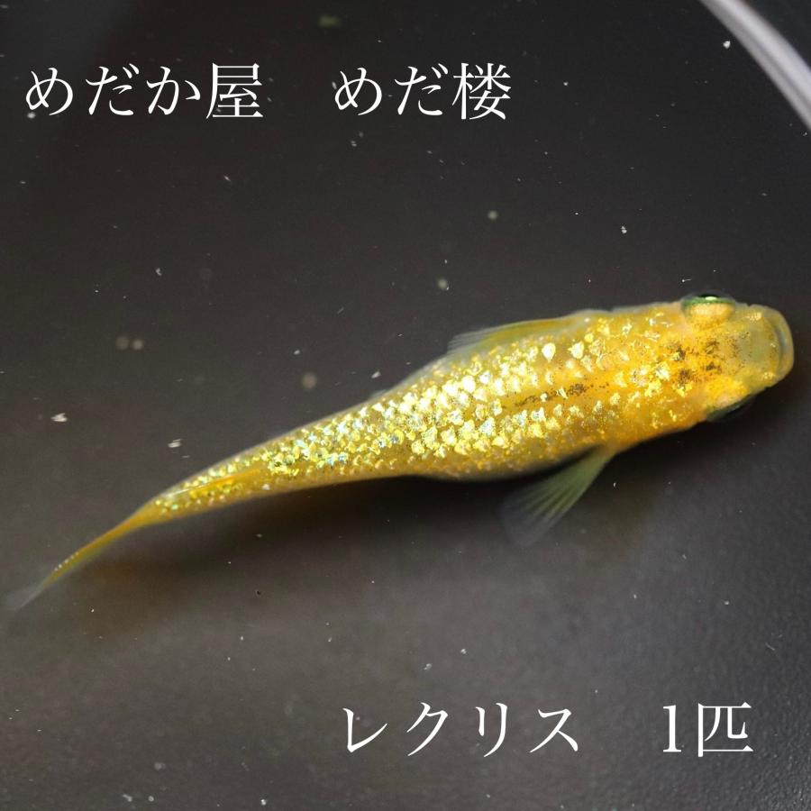 水草 国産無農薬 ウィローモスマット 置くだけ簡単レイアウト 縦5ｃｍ 横10ｃｍ