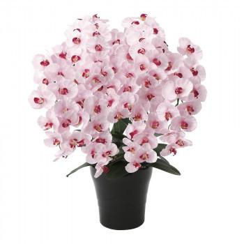 廉価販売通販胡蝶蘭7本立ち光触媒加工光の楽園yahoo ショッピング Ab お宝イータウン656a250 71 代引き不可 同梱不可 在庫限り 特価 Effe Studio Pl