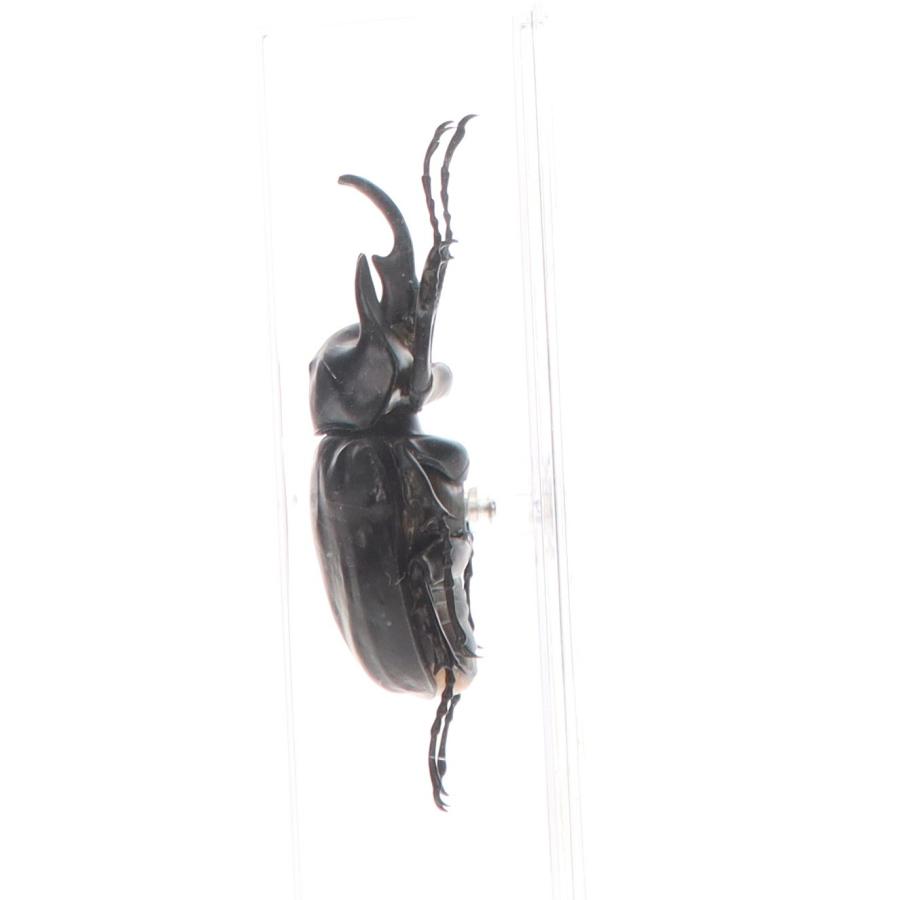 中古即納』{FIG} (フィギュア単品) アクタエオンゾウカブト(雄) 世界の