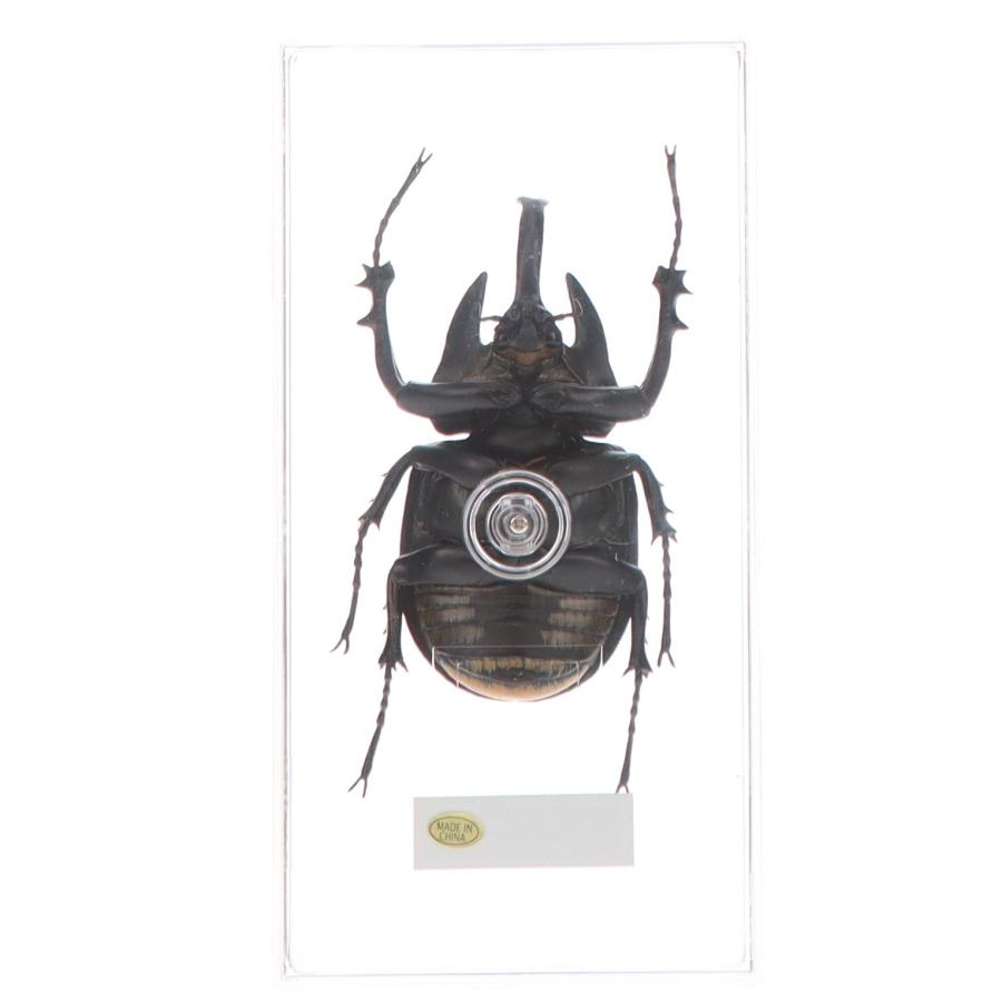 中古即納』{FIG} (フィギュア単品) アクタエオンゾウカブト(雄) 世界の