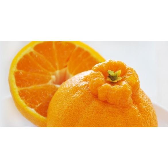 送料無料)(しらぬい・10kg)佐賀の甘くて美味しい不知火(10kg 送料無料)(しらぬい・10kg)佐賀の甘くて美味しい不知火(10kg