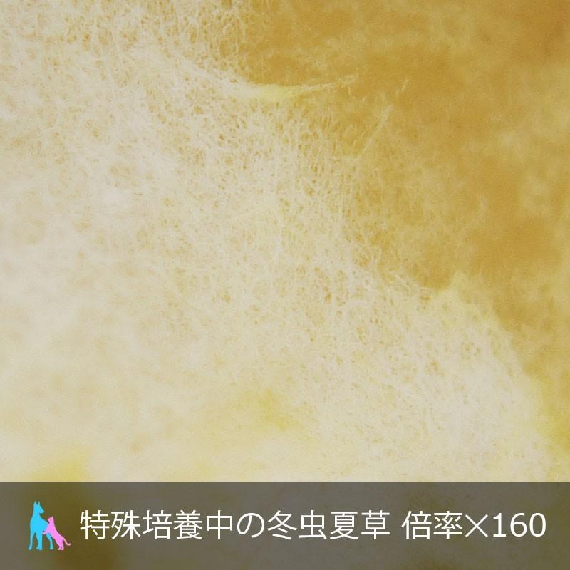 犬 猫 ペット用サプリメント 免疫力の元気は日々の健康管理から 冬虫夏草 プライオ 135g |  | 02