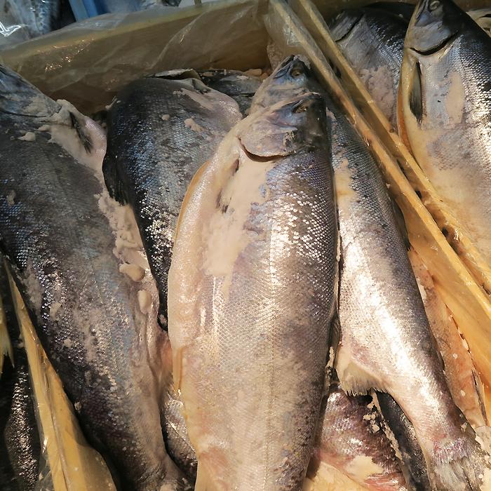 鮭 サケ 北洋産 若紅鮭 1本 さけ しゃけ シャケ : 青森めぇーもん屋