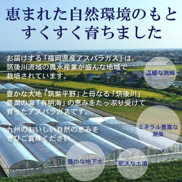 福岡県産 春芽アスパラガス 朝採り 農家直送 産地直送 産直 採りたて 新鮮 旬 期間限定 数量限定 ギフト 贈答 贈り物 1kg 2L-Lサイズ混合 |  | 05