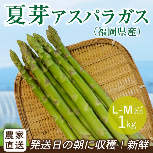 夏芽 アスパラガス 1kg L-Mサイズ混合 5月〜8月発送  夏芽 福岡県産 朝採り 採りたて 新鮮 農家直送 産地直送 産直 旬 甘い ギフト 贈答 贈り物 | 