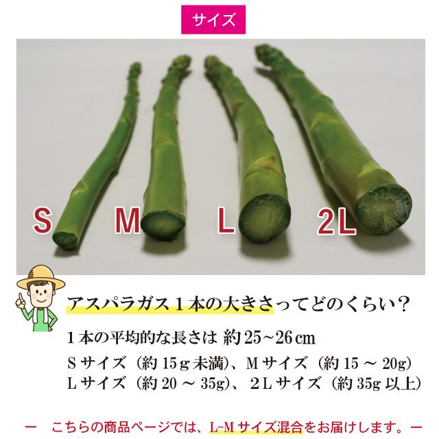 夏芽 アスパラガス 1kg L-Mサイズ混合 5月〜8月発送  夏芽 福岡県産 朝採り 採りたて 新鮮 農家直送 産地直送 産直 旬 甘い ギフト 贈答 贈り物 |  | 11