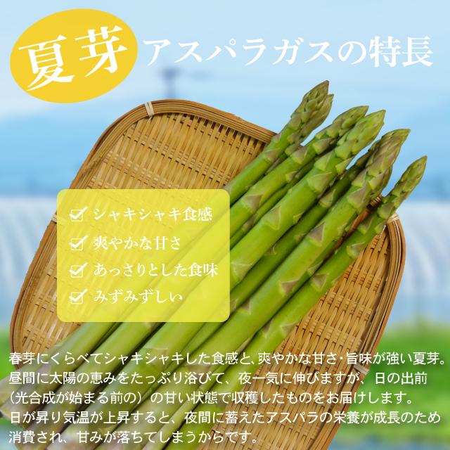 夏芽 アスパラガス 1kg L-Mサイズ混合 5月〜8月発送  夏芽 福岡県産 朝採り 採りたて 新鮮 農家直送 産地直送 産直 旬 甘い ギフト 贈答 贈り物 |  | 03