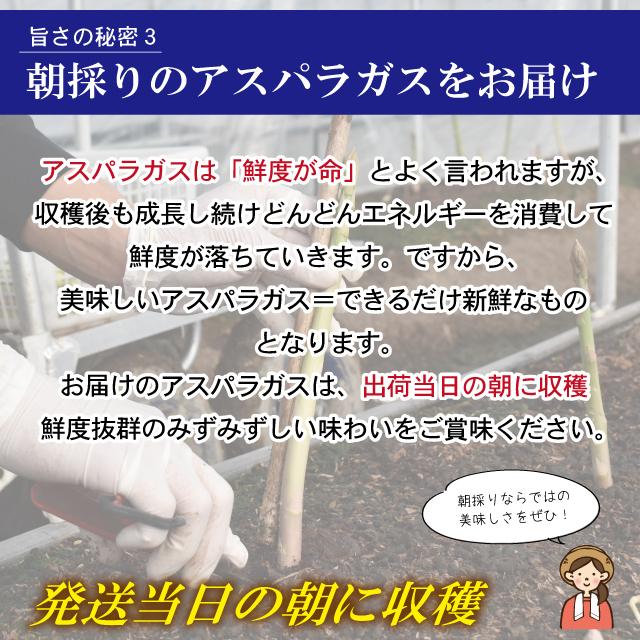 夏芽 アスパラガス 1kg L-Mサイズ混合 5月〜8月発送  夏芽 福岡県産 朝採り 採りたて 新鮮 農家直送 産地直送 産直 旬 甘い ギフト 贈答 贈り物 |  | 07