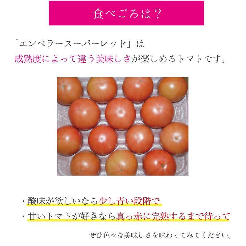 佐賀県産 フルーツトマト 高級トマト 甘い 高糖度 濃い 産地直送 新鮮 ギフト プレゼント 贈答用 チルド便 注文後1週間以内に発送 12月上旬より予約開始 St001 めぐーる九州 通販 Yahoo ショッピング