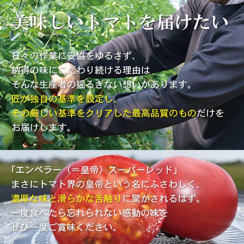 佐賀県産 フルーツトマト エンペラースーパーレッド 高級トマト 甘い あまい 酸味 濃い 濃厚 美味しい 農家直送 化粧箱入 ギフト 贈り物 |  | 03