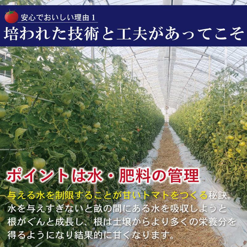 佐賀県産 フルーツトマト エンペラースーパーレッド 高級トマト 甘い あまい 酸味 濃い 濃厚 美味しい 農家直送 化粧箱入 ギフト 贈り物 |  | 04
