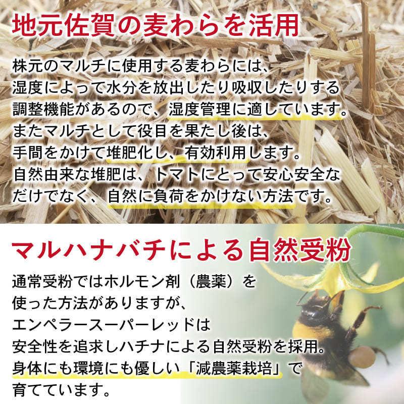 佐賀県産 フルーツトマト エンペラースーパーレッド 高級トマト 甘い あまい 酸味 濃い 濃厚 美味しい 農家直送 化粧箱入 ギフト 贈り物 |  | 05