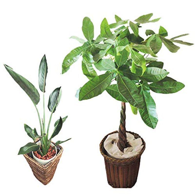 最も優遇 フラワーキッチン 観葉植物 パキラ 7号 ストレリチアレギネ6号茶カゴセット 海外最新 Turningheadskennel Com