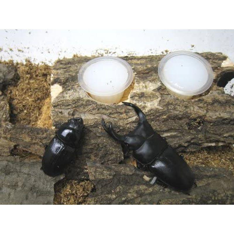 千葉県産夜捕れ120匹カブトムシ＆ノコギリクワガタ