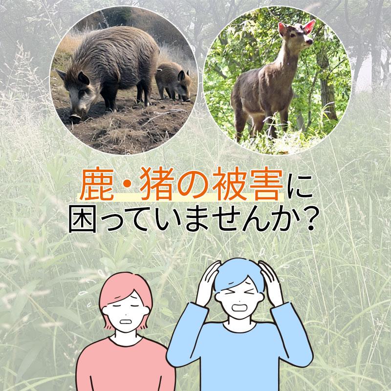 日本製 Keep Away 猪 いのしし イノシシ 鹿 しか シカ 駆除用即効性
