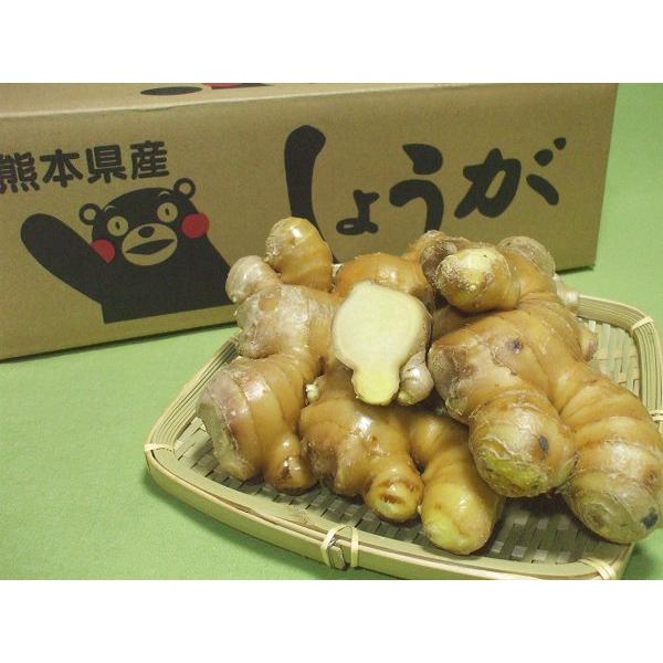八代産生姜 洗い生姜 秀品バラ４ｋｇ箱 熊本 ｊａやつしろ Ardeninstitute Com