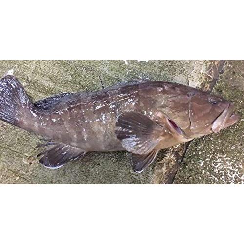 高級魚 長崎県産 天然クエ アラ 約1 5 鮮度抜群 発送前に〆 神経抜きを致します 明豊ストア 通販 Yahoo ショッピング
