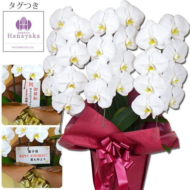 胡蝶蘭専門店はなやか 胡蝶蘭 白大輪 3本立ち 24輪以上 胡蝶蘭 白大輪 3本立ち 24輪以上 　