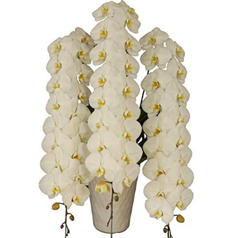 アウトレット販売品 胡蝶蘭 富澤洋蘭園 白大輪 3本立て 48輪 ギフト 生花 プレゼント お祝い お悔み お盆 鉢花 鉢植え フラワー 蘭 当選 御祝 敬老の 安い人気商品 Miracleleaffl Com