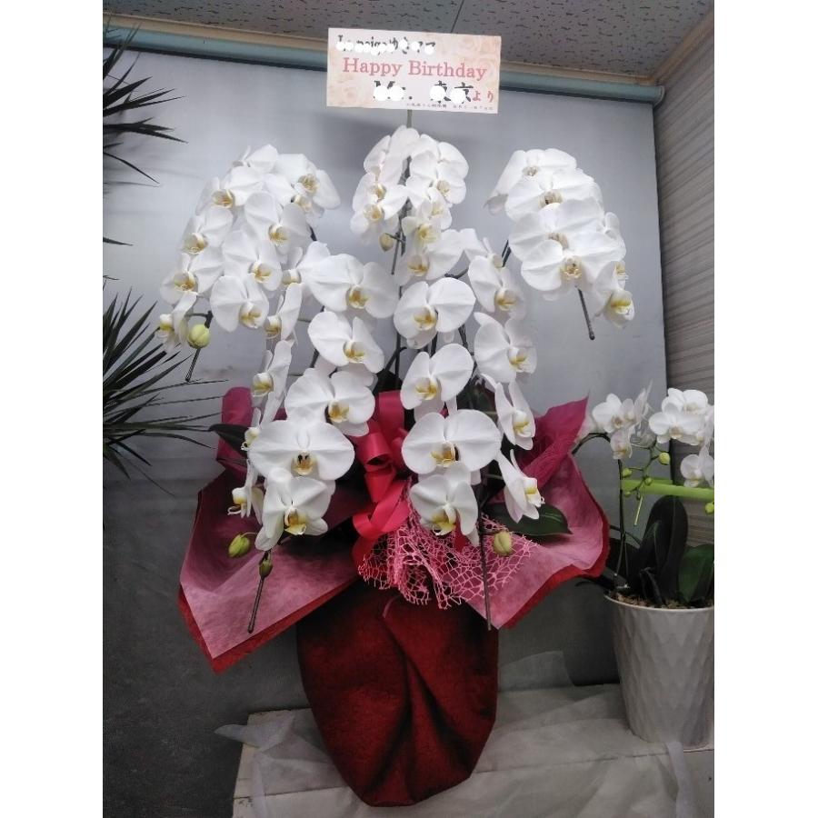 ２５０００円【税、貨物輸送込み２５０００円】の商いもの送りとどけるを申し付ける 鉢花-生花