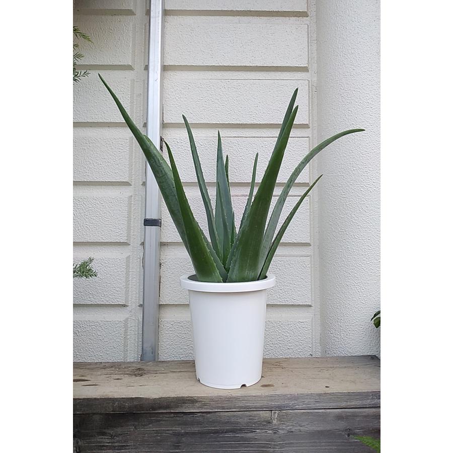 アロエベラ ツルボラン亜科アロエ属 多肉植物 鉢底から高さ70 80ｃｍ お買い得 現品限り Aroe1002 お花屋さん 明花園 通販 Yahoo ショッピング