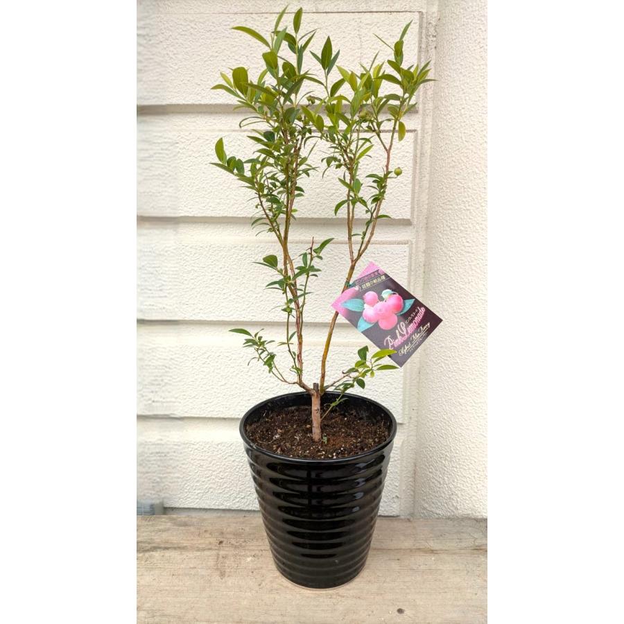 ピンクの実・ブルーベリー・ピンクレモネード陶器植え【実付き】（苗木
