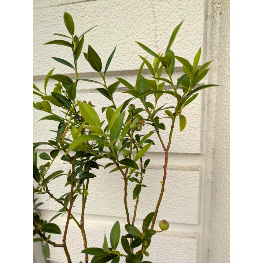 ピンクの実・ブルーベリー・ピンクレモネード陶器植え【実付き】（苗木