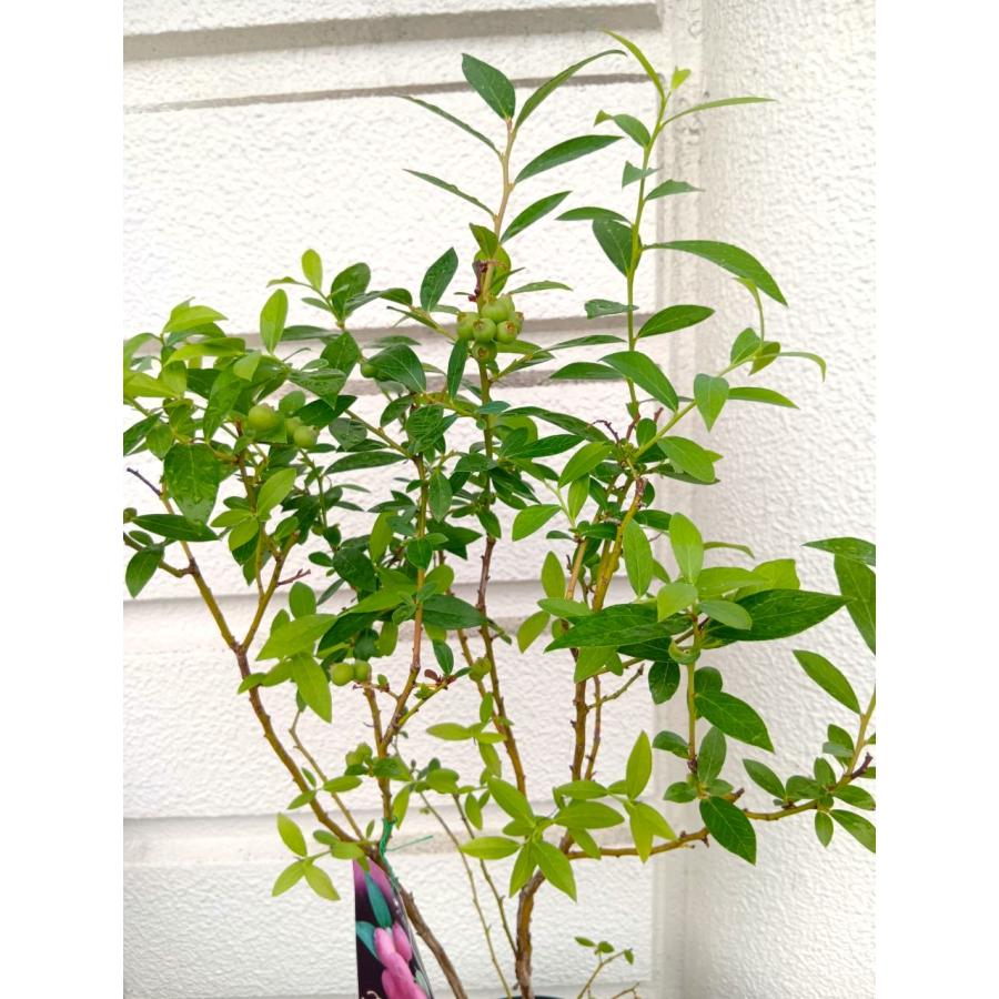 ピンクの実・ブルーベリー・ピンクレモネード・ブラック陶器植え【実