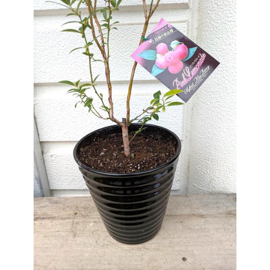 ピンクの実・ブルーベリー・ピンクレモネード陶器植え【実付き】（苗木