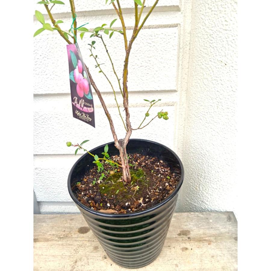 ピンクの実・ブルーベリー・ピンクレモネード・ブラック陶器植え【実