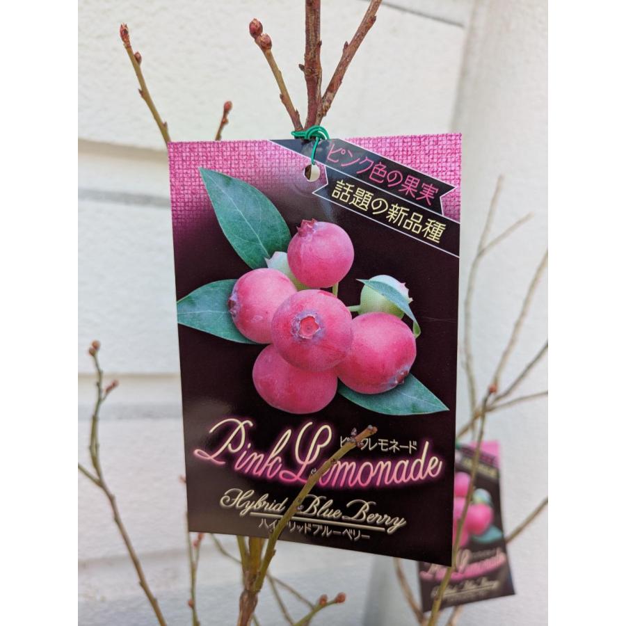 ピンクの実・ブルーベリー・ピンクレモネード陶器植え【実付き】（苗木