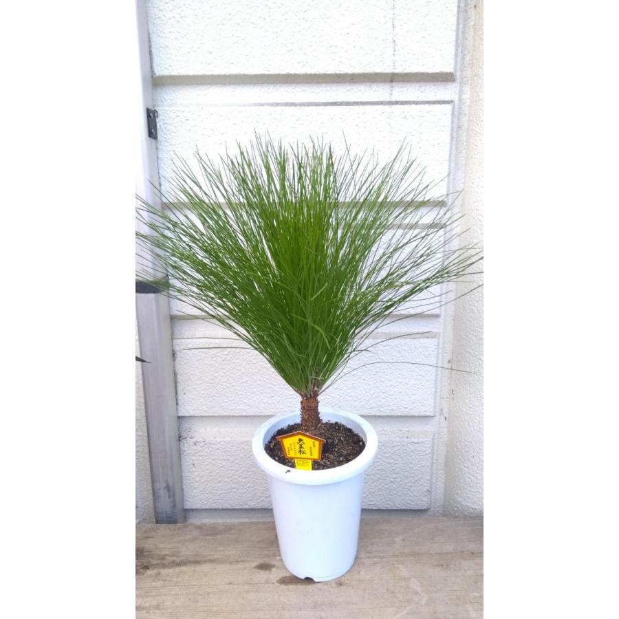 葉が長い松・大王松（花言葉・不老長寿） 1本植え6号鉢植え 鉢底から