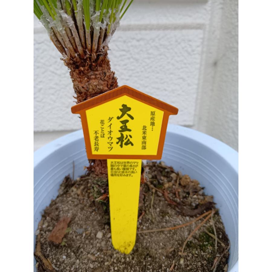 葉が長い松・大王松（花言葉・不老長寿） 1本植え6号鉢植え 鉢底から