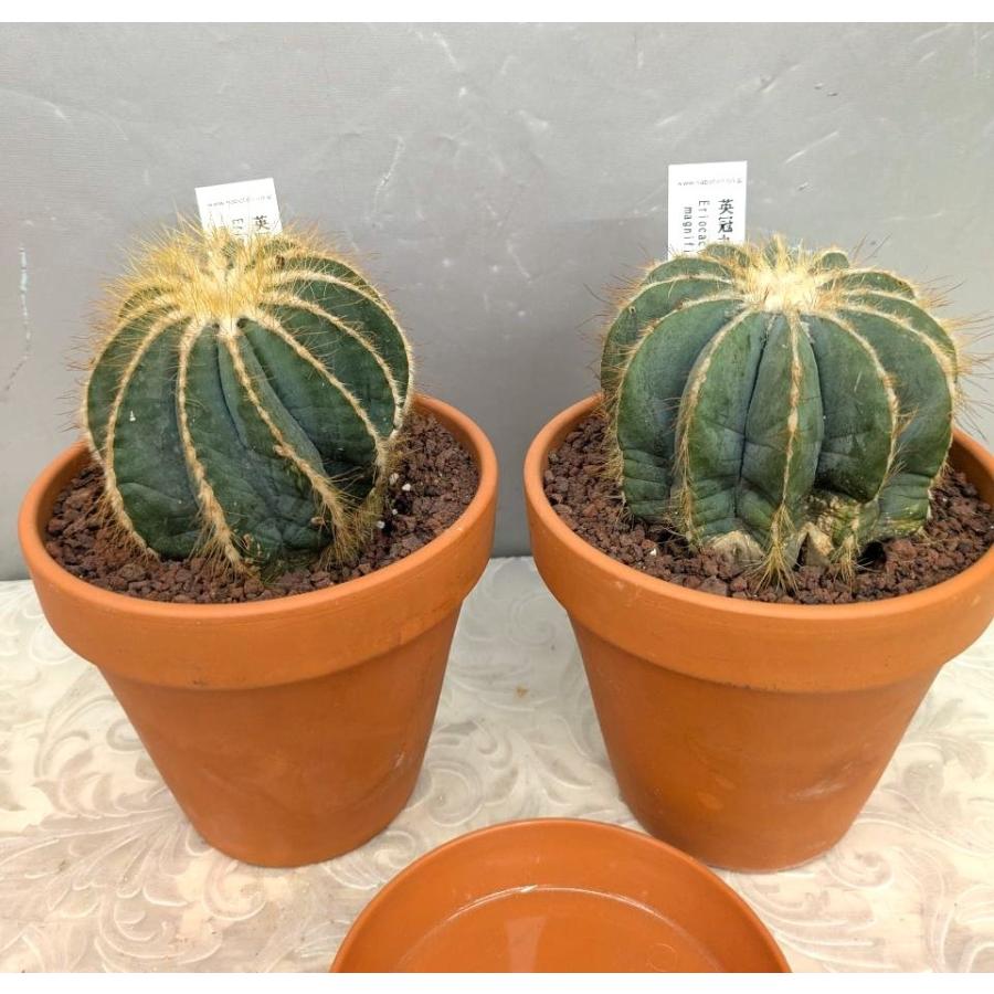 サボテン・英冠丸・素焼き鉢植え（鉢底より高さ：17cm） : お花屋