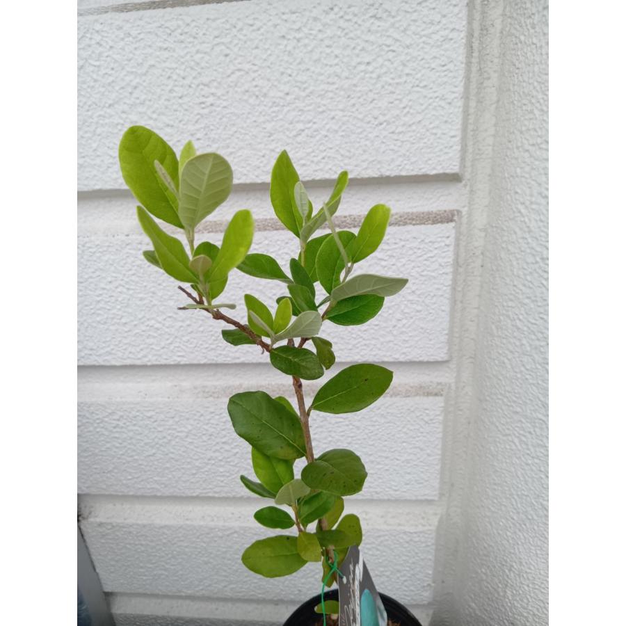 フェイジョア 5号プラ鉢植え ・鉢底から高さ60〜65cm位［果樹