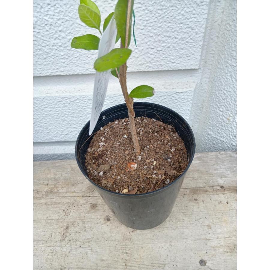 フェイジョア 5号プラ鉢植え ・鉢底から高さ60〜65cm位［果樹
