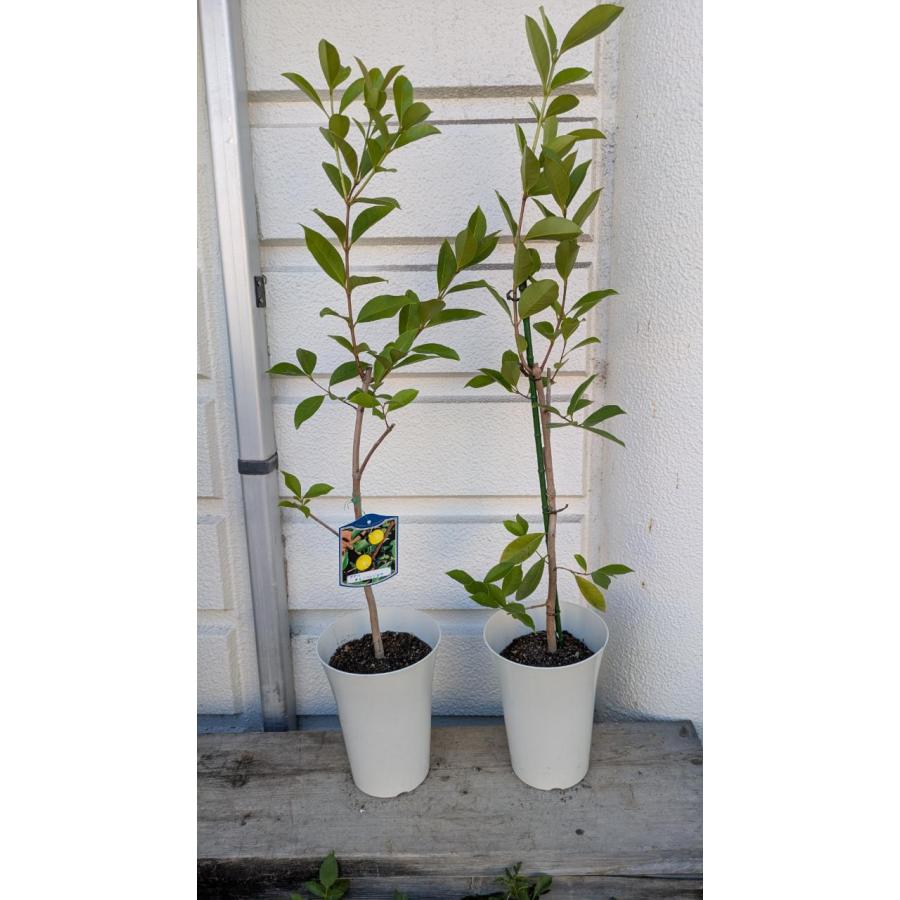 グアバの木 （黄実）鉢底から85〜90cm 6号鉢 1個の価格 : お花屋
