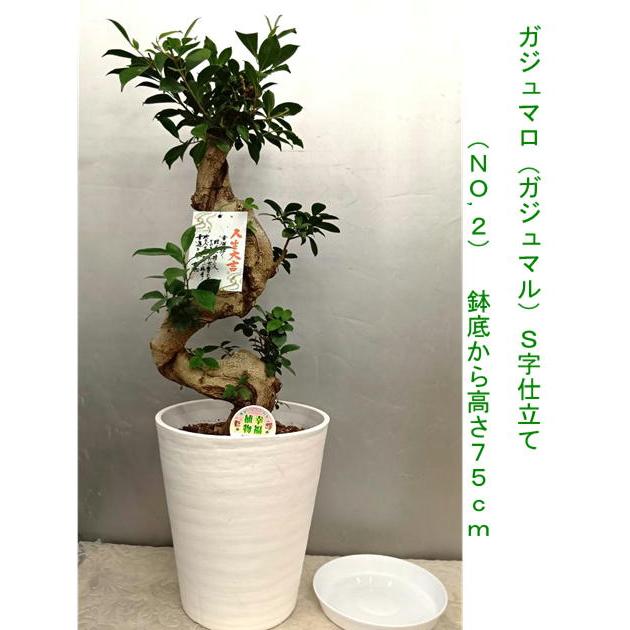 最高！S字樹形 小葉ガジュマル盆栽②