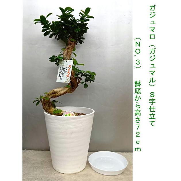 幸福が宿る木・ガジュマル S字仕立て古木風70~80cm 受け皿付き
