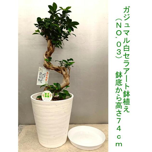 幸福が宿る木・ガジュマル S字仕立て古木風70~80cm 受け皿付き