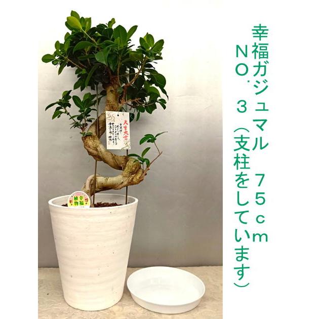 幸福が宿る木・ガジュマル S字仕立て古木風70~80cm 受け皿付き