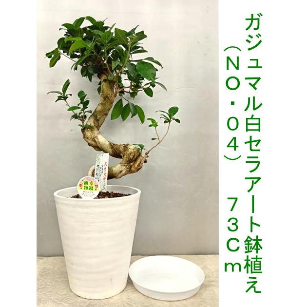幸福が宿る木・ガジュマル S字仕立て古木風70~80cm 受け皿付き