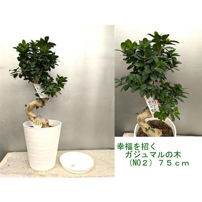 パンダガジュマル 古木 90cm パンダガジュマル 古木 90cm